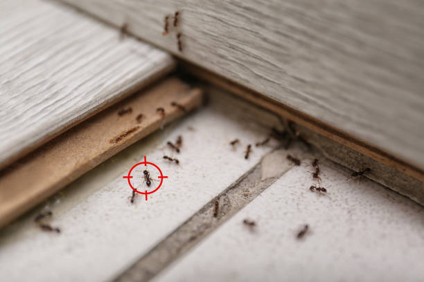 Best Pest Inspection Near Me  in Redby, MN