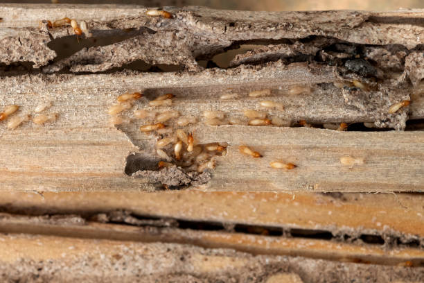 Best Spider Control Near Me  in Redby, MN