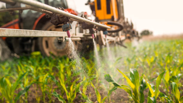 Best Ant Control Services  in Redby, MN